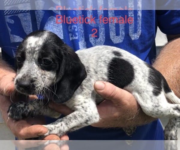 Medium Photo #2 Beagle Puppy For Sale in CLINTON, MO, USA