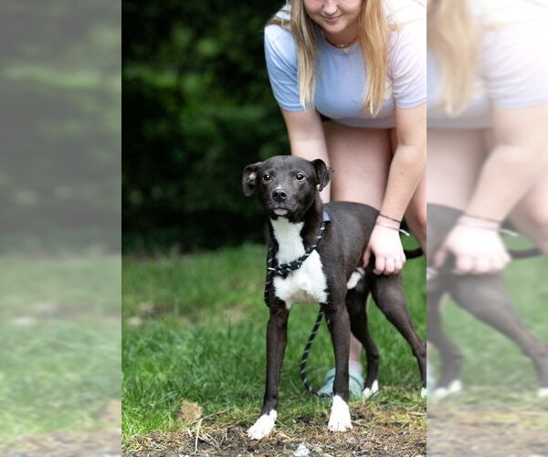 Medium Photo #1 Border Collie-Unknown Mix Puppy For Sale in Belleville, IL, USA