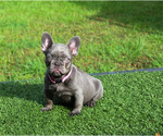 Small French Bulldog
