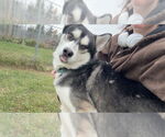 Small #3 Siberian Husky Mix
