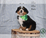 Puppy Ollie Bernese Mountain Dog