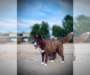 Mother of the Siberian Husky puppies born on 08/14/2025