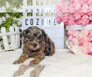 Poodle (Toy) Puppy for sale in COLLEGE STA, TX, USA