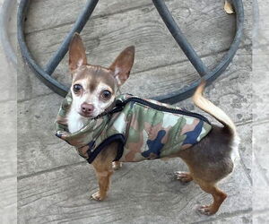 Chihuahua-Unknown Mix Dogs for adoption in Rochester, NY, USA