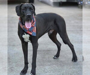 Red - Male Great Dane Dog for Adoption - Photo #6