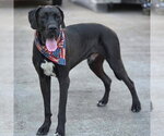 Small Photo #6 Great Dane Puppy For Sale in Bullard, TX, USA