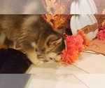 Small Photo #4 Pomsky Puppy For Sale in CENTRALIA, MO, USA