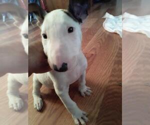 Bull Terrier Puppy for sale in SIMI VALLEY, CA, USA