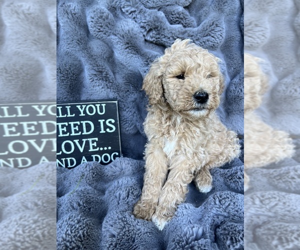 Medium Photo #1 Doodle-Goldendoodle Mix Puppy For Sale in LA QUINTA, CA, USA