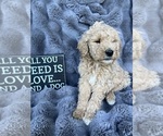 Puppy Puppy 1 Doodle-Goldendoodle Mix