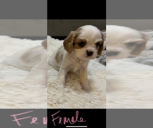 Cavalier King Charles Spaniel Puppy for Sale in FRISCO, Texas USA