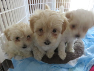 Maltipoo Puppy for sale in MANITO, IL, USA