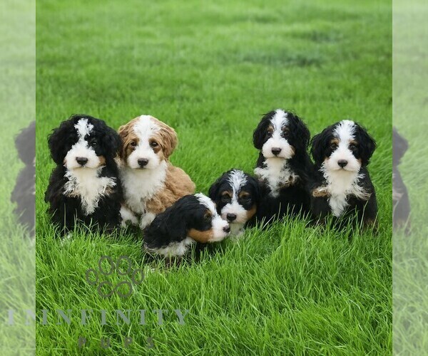 Medium Photo #2 Bernedoodle (Miniature) Puppy For Sale in LITITZ, PA, USA