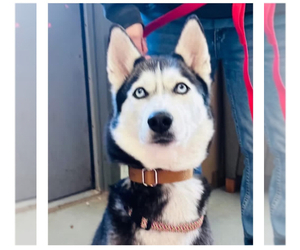Alaskan Husky Puppy for sale in EAU CLAIRE, WI, USA