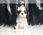 Small #4 Cavalier King Charles Spaniel