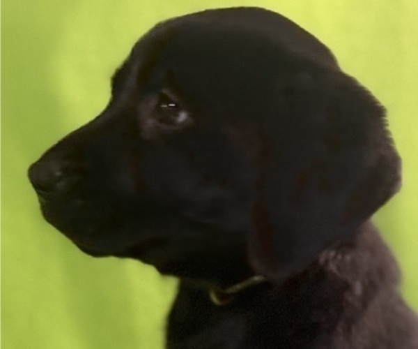 Medium Photo #3 Labrador Retriever Puppy For Sale in SPOTSYLVANIA, VA, USA