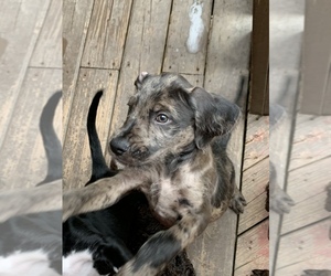 Boxerdoodle Puppy for Sale in CANFIELD, Ohio USA