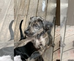 Small Photo #1 Boxerdoodle Puppy For Sale in CANFIELD, OH, USA