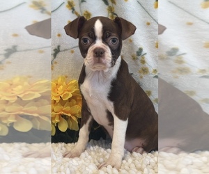 Boston Terrier Puppy for Sale in MARTINSVILLE, Indiana USA