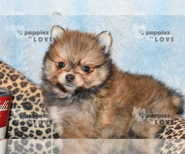 Medium Photo #4 Pomeranian Puppy For Sale in SANGER, TX, USA