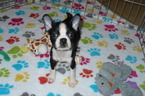 Small Boston Terrier