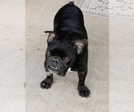 Griffey - Male Free-Lance Bulldog Dog for Adoption - Small photo