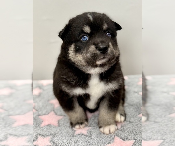 Medium Photo #22 Pomsky-Shiba Inu Mix Puppy For Sale in NASHUA, NH, USA