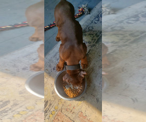 Doberman Pinscher Puppy for sale in SAULSBURY, TN, USA