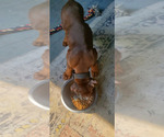 Small Doberman Pinscher