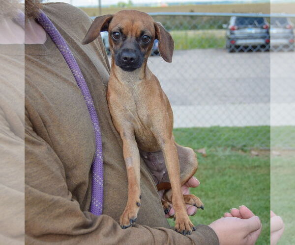 Medium Photo #3 Chiweenie Puppy For Sale in Huntley, IL, USA