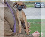 Small #2 Chiweenie
