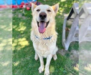 German Shepherd Dog Dogs for adoption in Riverside, CA, USA