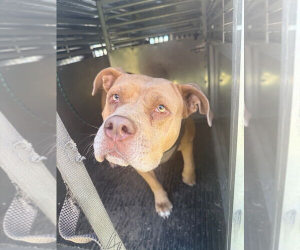 Medium Photo #1 American Pit Bull Terrier Puppy For Sale in Great Bend, KS, USA