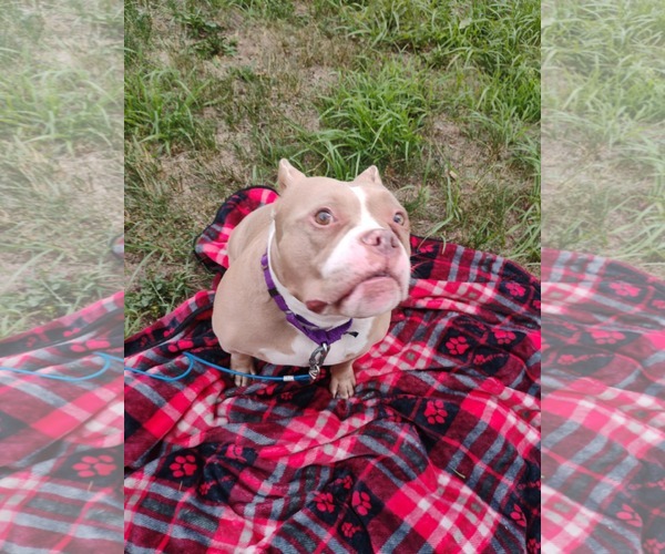 Medium Photo #16 American Pit Bull Terrier-Unknown Mix Puppy For Sale in Crete, IL, USA