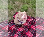 Small #15 American Pit Bull Terrier Mix