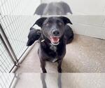 Small #1 Labrador Retriever Mix