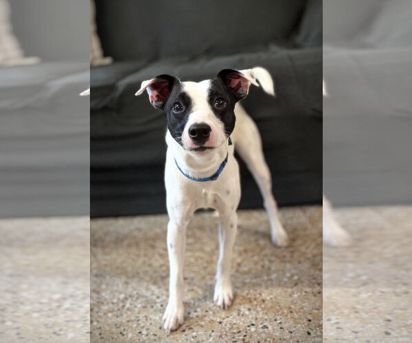 Medium Photo #2 Jack Russell Terrier-Unknown Mix Puppy For Sale in Williamsburg, IA, USA