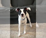 Small #1 Jack Russell Terrier Mix