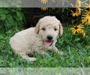 Goldendoodle (Miniature) Puppy for sale in BLOOMINGTON, IN, USA