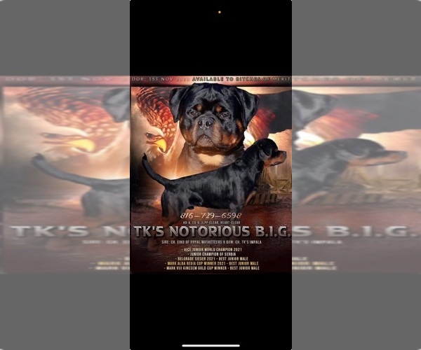 Medium Photo #1 Rottweiler Puppy For Sale in POLO, MO, USA