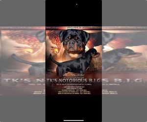 Father of the Rottweiler puppies born on 01/15/2026