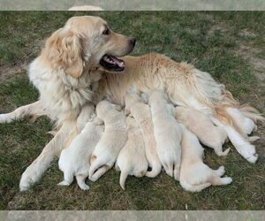 Golden Retriever Puppy for Sale in RUTLEDGE, Missouri USA