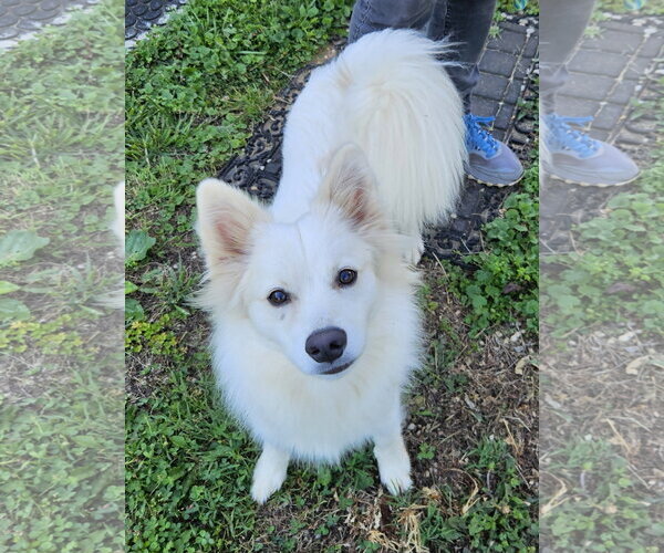 Medium Photo #1 American Eskimo Dog Puppy For Sale in Pikesville, MD, USA