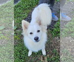 Small American Eskimo Dog