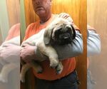 Small Photo #2 Mastiff Puppy For Sale in LINCOLN, NE, USA