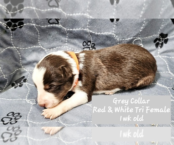 Medium Photo #23 Border Collie Puppy For Sale in BYBEE, TN, USA