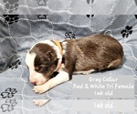 Small #22 Border Collie