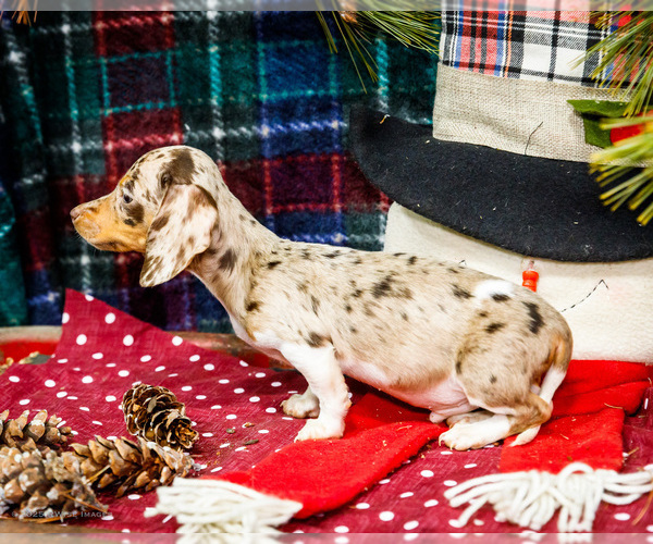 Medium Photo #9 Dachshund Puppy For Sale in WAKARUSA, IN, USA