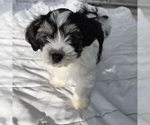 Havanese-Unknown Mix Dogs for adoption in Waterford, VA, USA