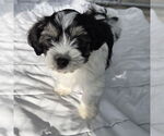 Small Havanese Mix